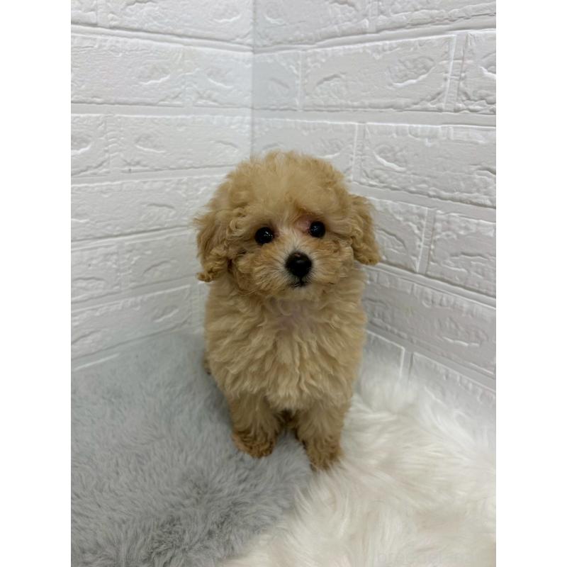 販売中の岡山県のタイニープードル-433628の9枚目