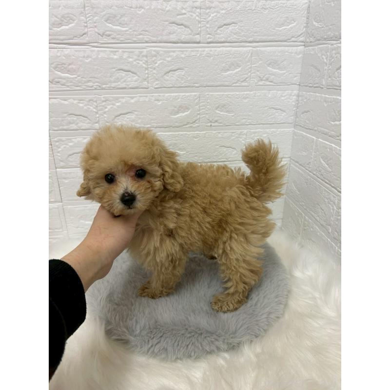 販売中の岡山県のタイニープードル-433628の3枚目