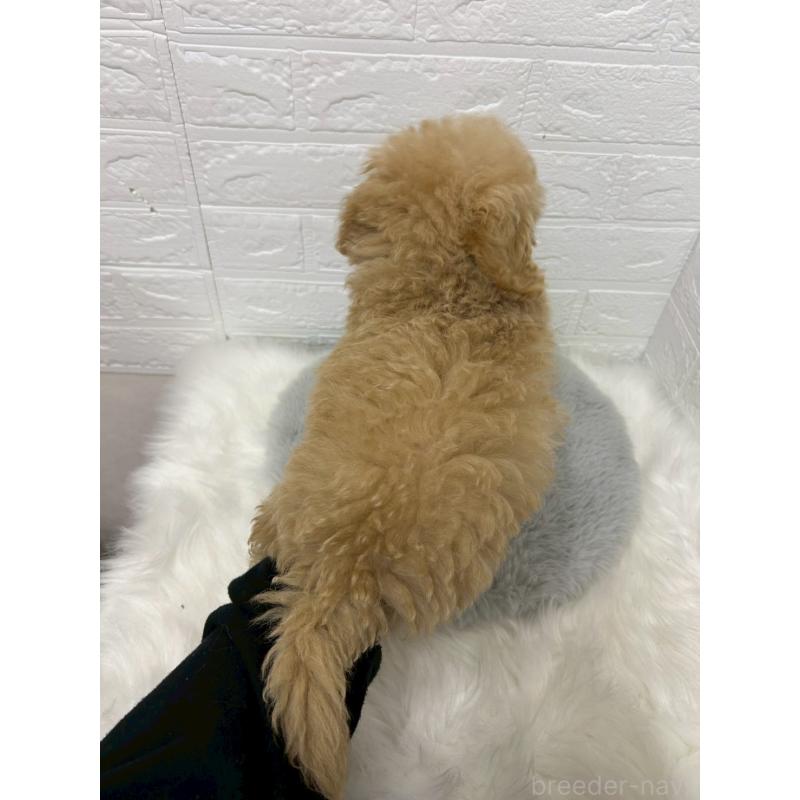 販売中の岡山県のタイニープードル-433628の2枚目