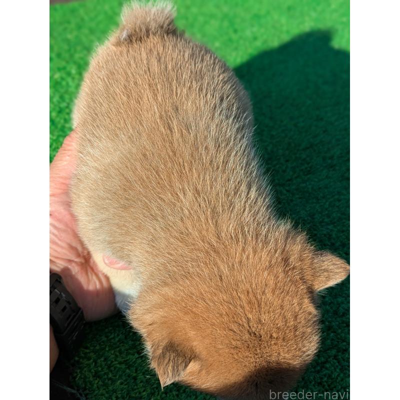 成約済の鹿児島県の豆柴-428236の4枚目