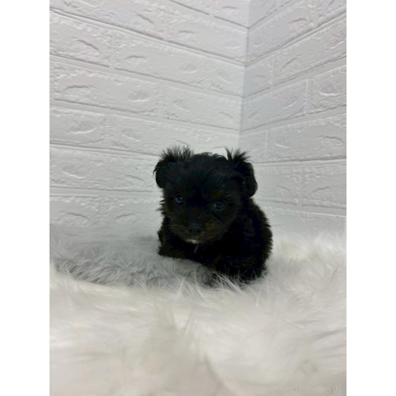 販売中の岡山県のチワプー:チワワ×トイプードル-433630の11枚目