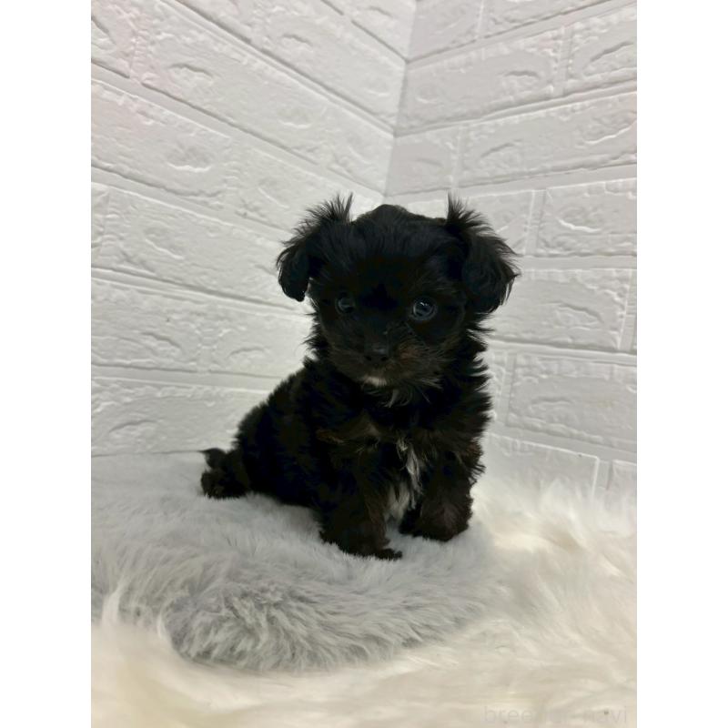 販売中の岡山県のチワプー:チワワ×トイプードル-433630の10枚目