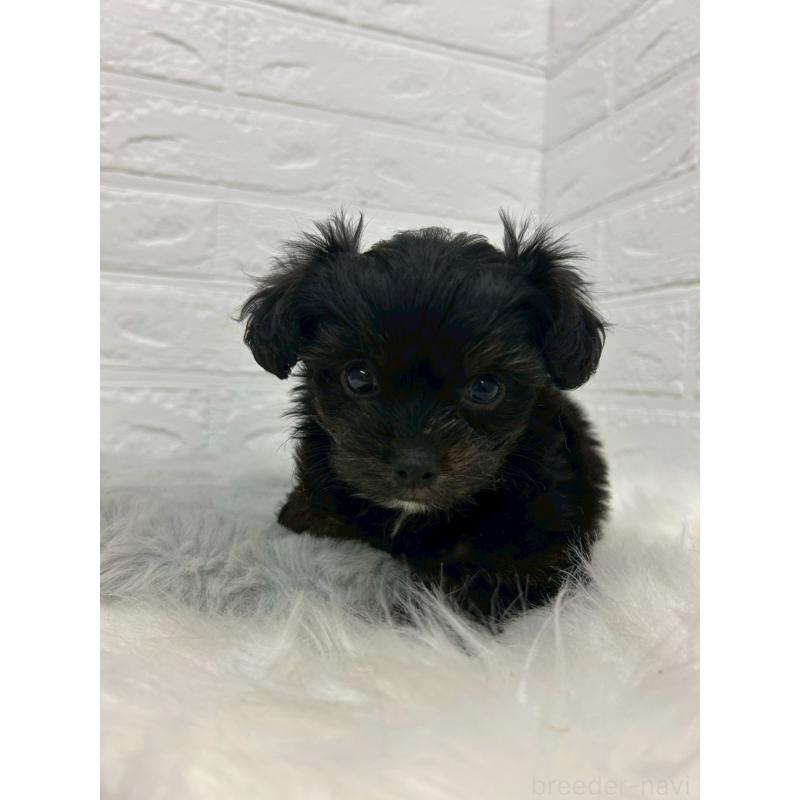 販売中の岡山県のチワプー:チワワ×トイプードル-433630の9枚目