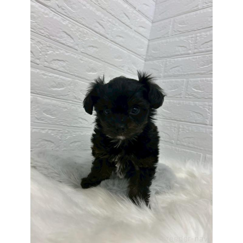 販売中の岡山県のチワプー:チワワ×トイプードル-433630の8枚目