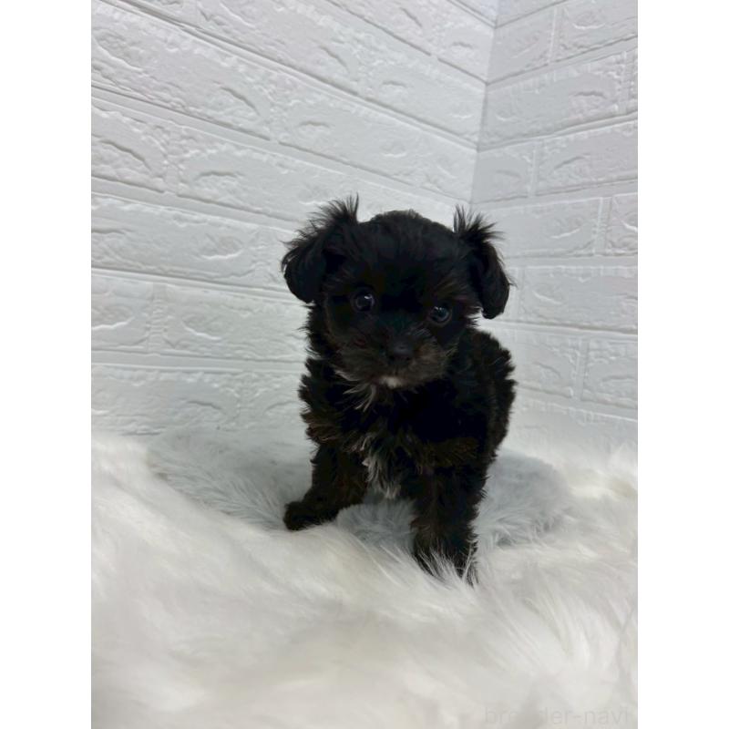 販売中の岡山県のチワプー:チワワ×トイプードル-433630の7枚目