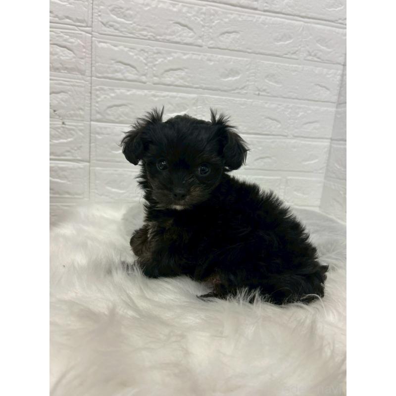 販売中の岡山県のチワプー:チワワ×トイプードル-433630の5枚目