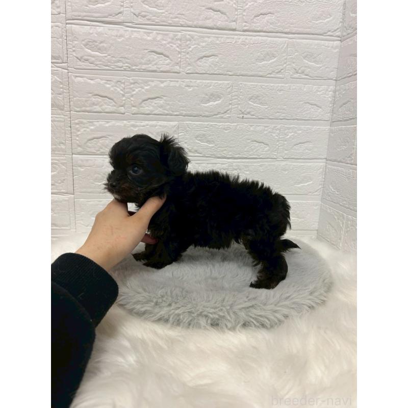 販売中の岡山県のチワプー:チワワ×トイプードル-433630の4枚目