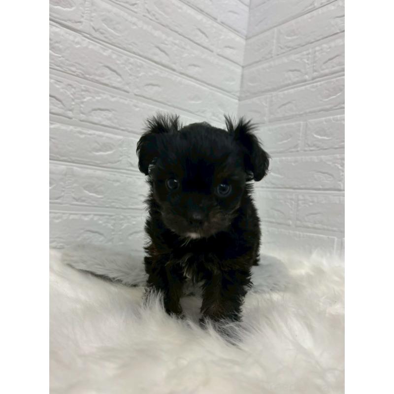 販売中の岡山県のチワプー:チワワ×トイプードル-433630の3枚目