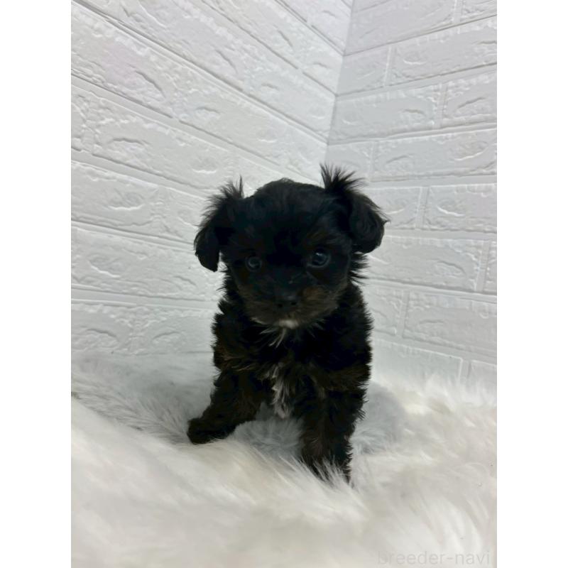 販売中の岡山県のチワプー:チワワ×トイプードル-433630の2枚目