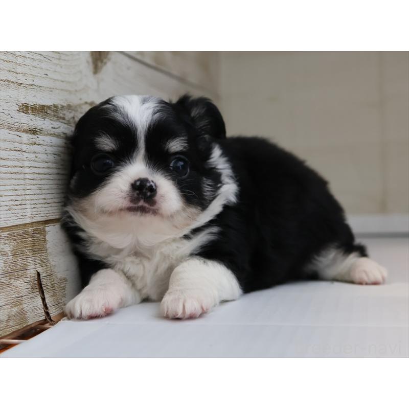 成約済の愛知県のチワワ(ロングコート)-430540の9枚目