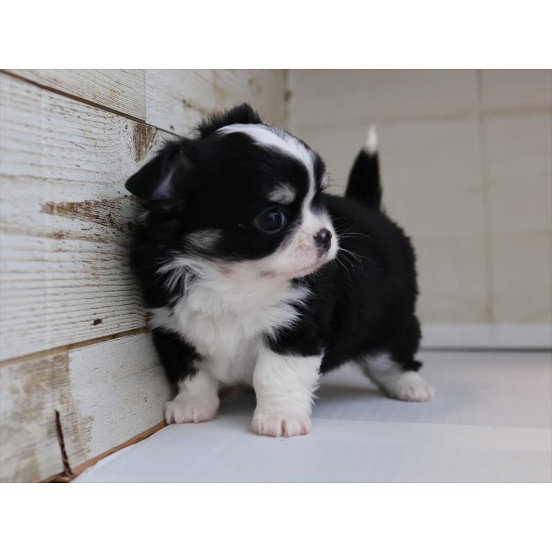 成約済の愛知県のチワワ(ロングコート)-430540の8枚目