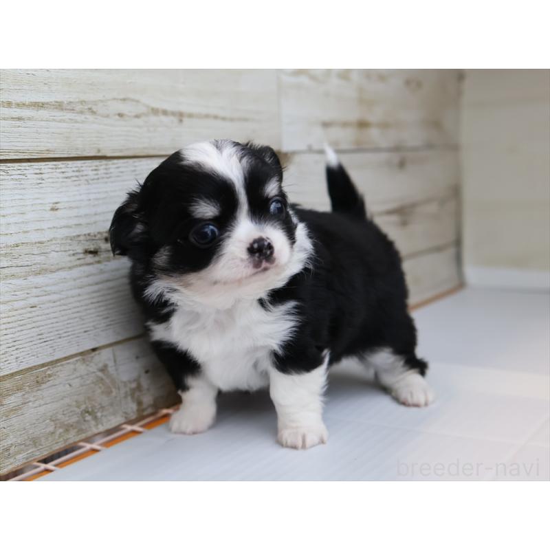 成約済の愛知県のチワワ(ロングコート)-430540の7枚目