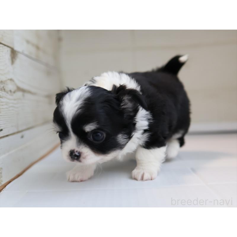 成約済の愛知県のチワワ(ロングコート)-430540の6枚目