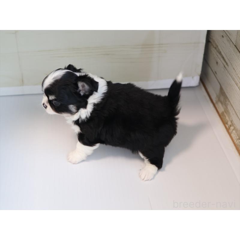 成約済の愛知県のチワワ(ロングコート)-430540の4枚目