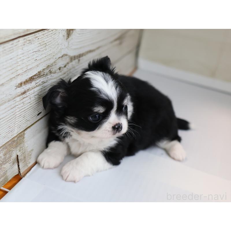 成約済の愛知県のチワワ(ロングコート)-430540の3枚目