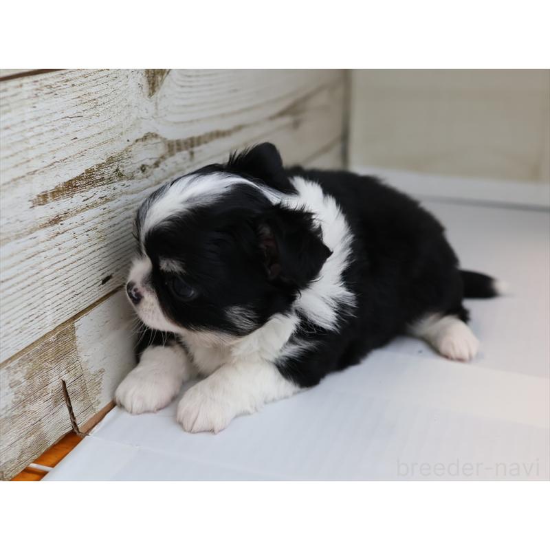 成約済の愛知県のチワワ(ロングコート)-430540の2枚目