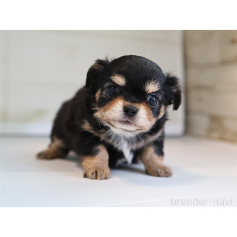 成約済の愛知県のチワワ(ロングコート)-430541の8枚目