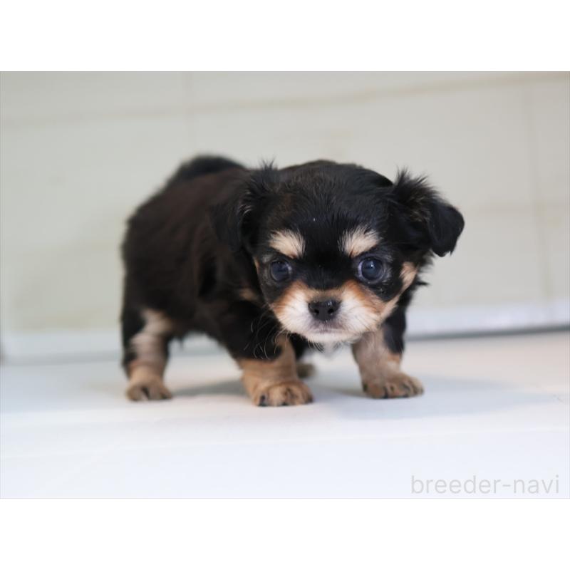 成約済の愛知県のチワワ(ロングコート)-430541の7枚目