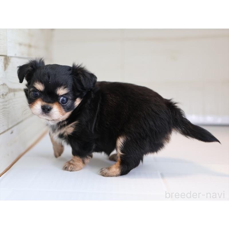 成約済の愛知県のチワワ(ロングコート)-430541の5枚目