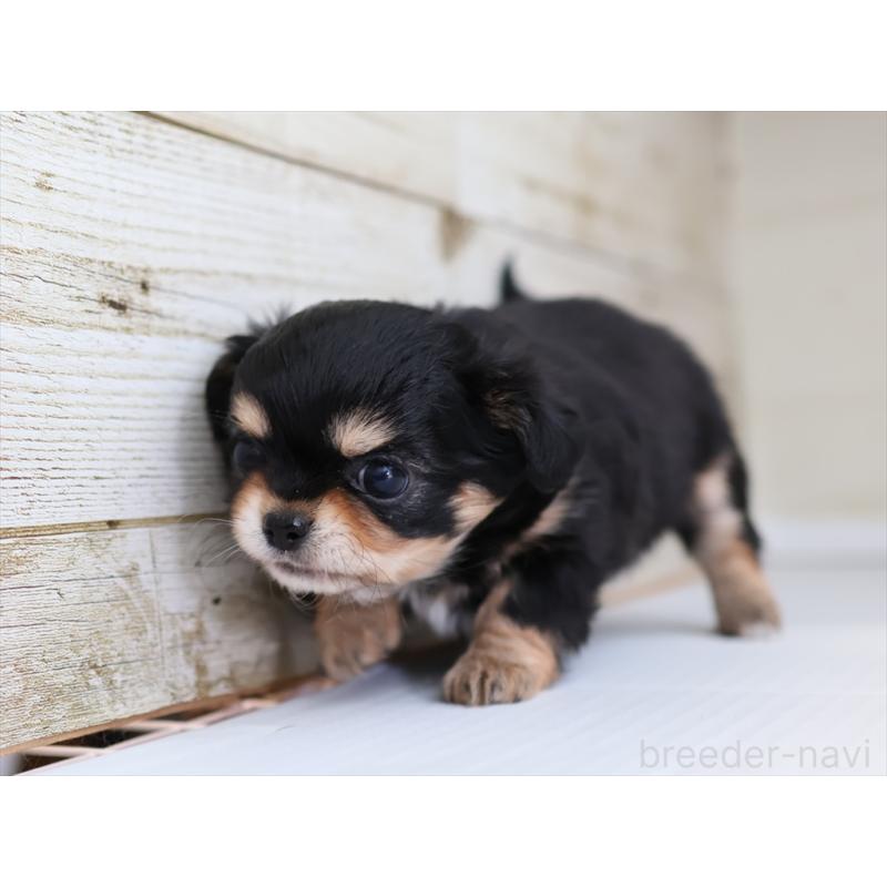 成約済の愛知県のチワワ(ロングコート)-430541の4枚目