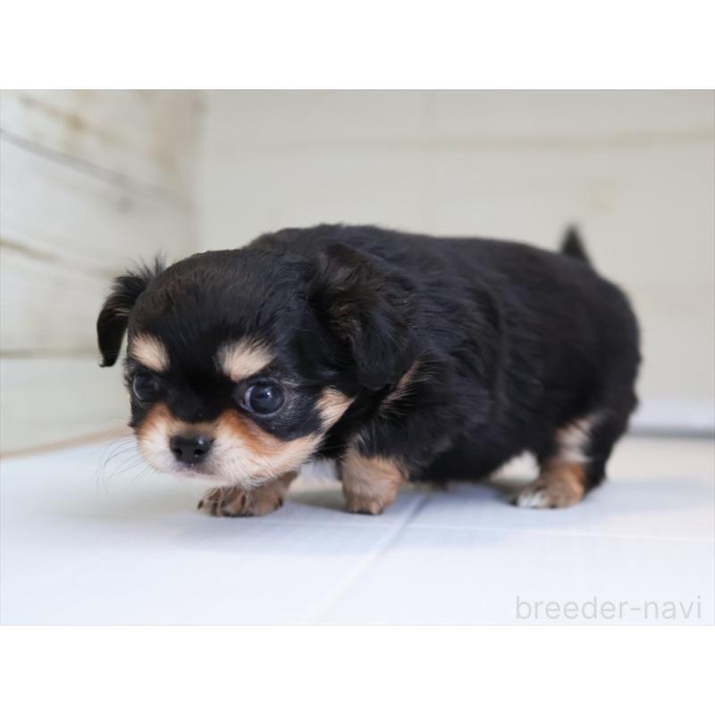 成約済の愛知県のチワワ(ロングコート)-430541の3枚目