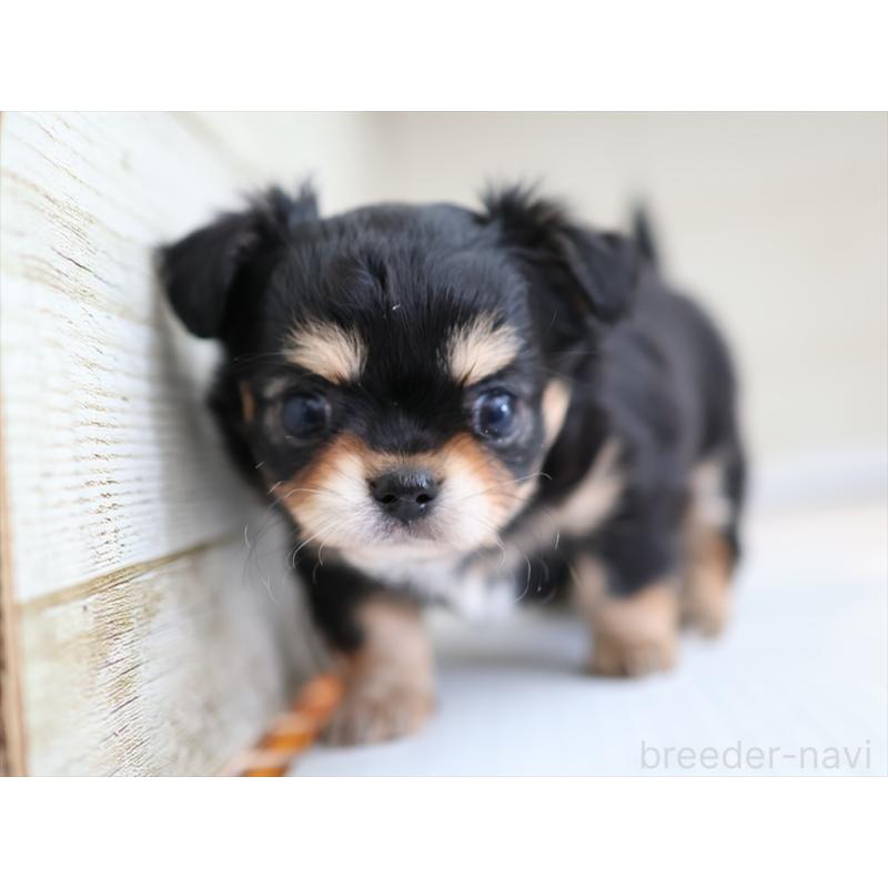 成約済の愛知県のチワワ(ロングコート)-430541の2枚目