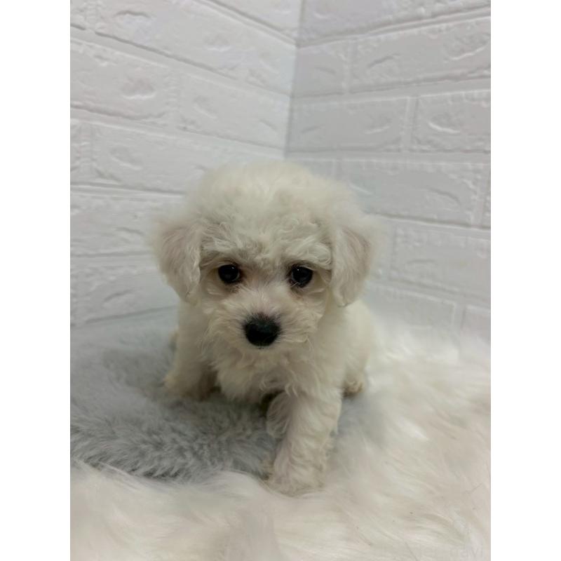 販売中の岡山県のビションフリーゼ-433631の12枚目