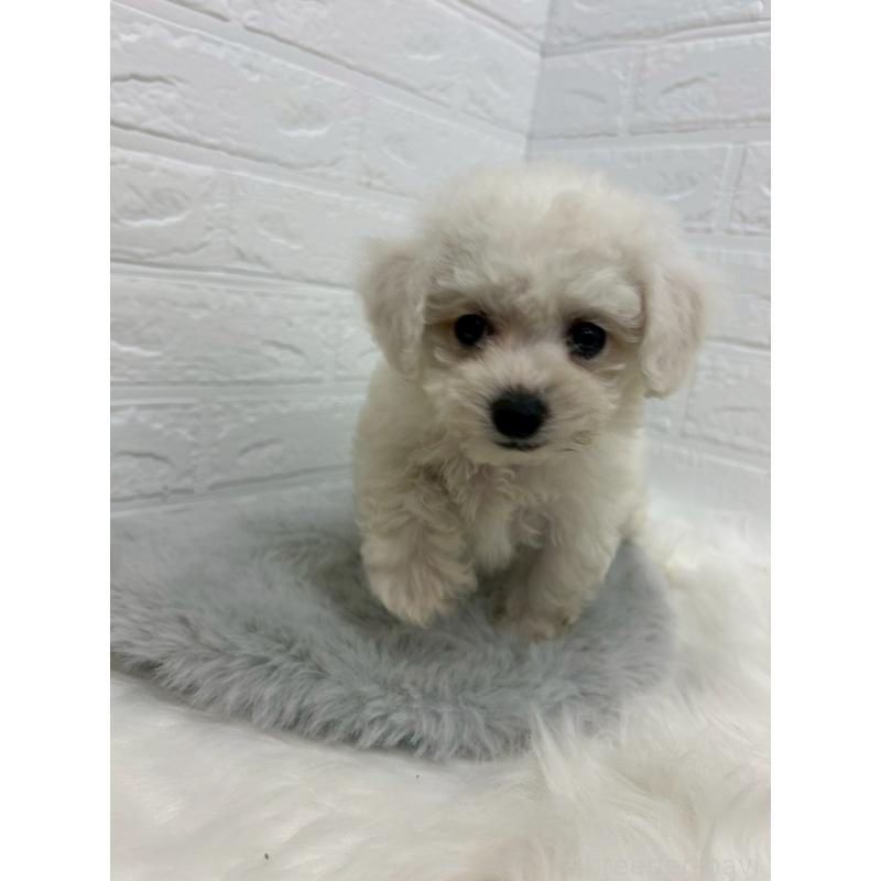 販売中の岡山県のビションフリーゼ-433631の11枚目