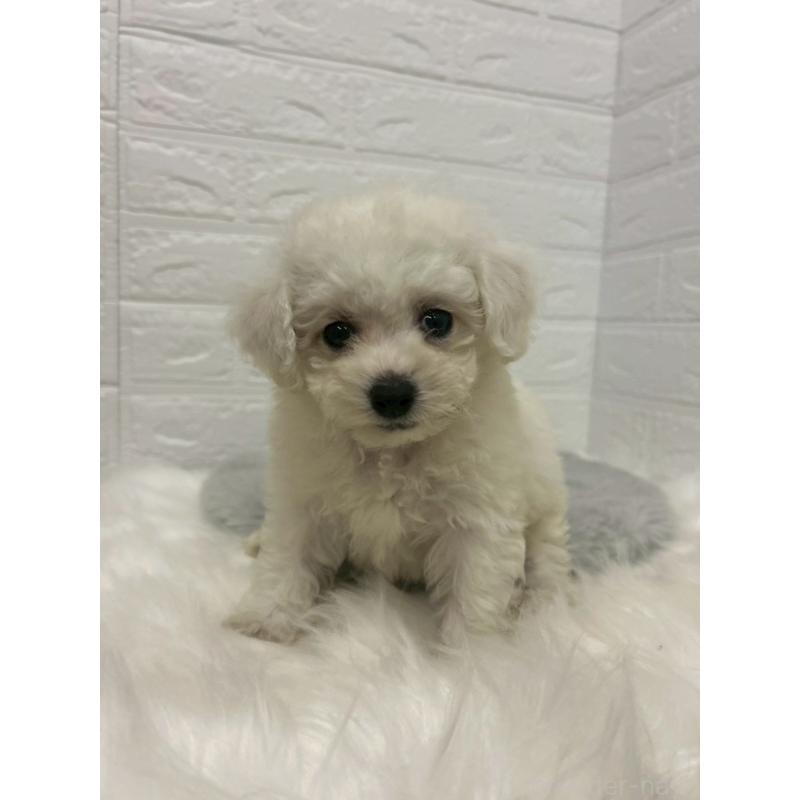 販売中の岡山県のビションフリーゼ-433631の10枚目