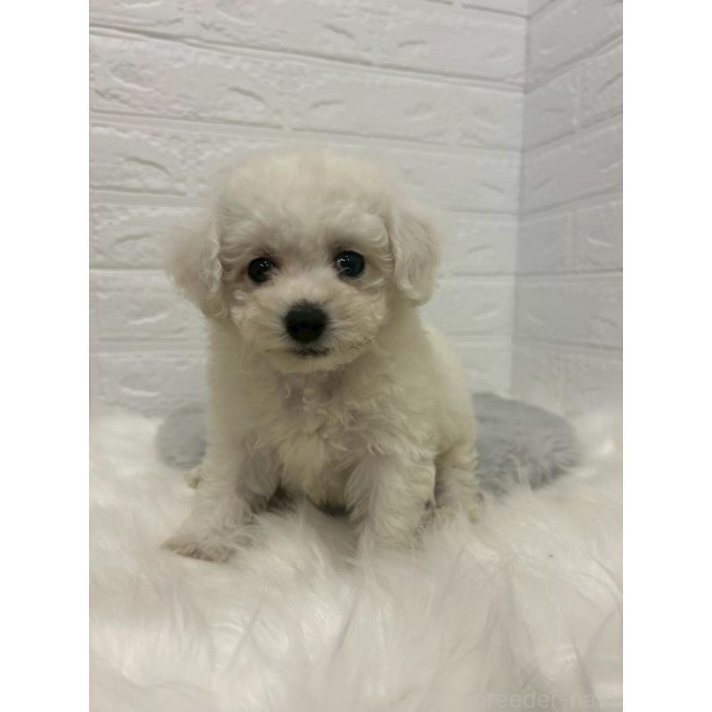 販売中の岡山県のビションフリーゼ-433631の9枚目