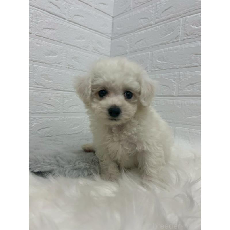 販売中の岡山県のビションフリーゼ-433631の8枚目