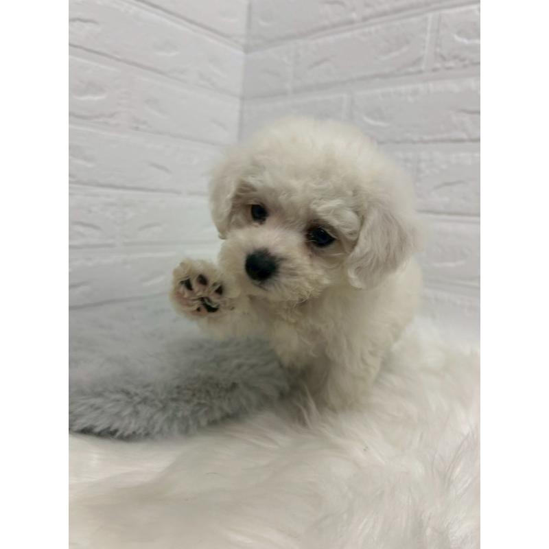 販売中の岡山県のビションフリーゼ-433631の7枚目