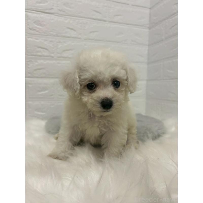 販売中の岡山県のビションフリーゼ-433631の6枚目