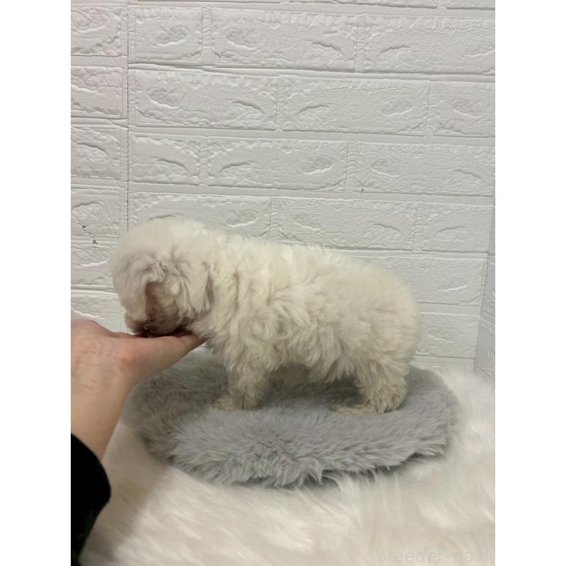 販売中の岡山県のビションフリーゼ-433631の5枚目