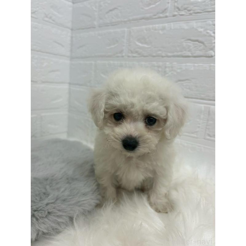 販売中の岡山県のビションフリーゼ-433631の4枚目