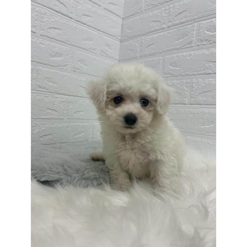 販売中の岡山県のビションフリーゼ-433631の3枚目