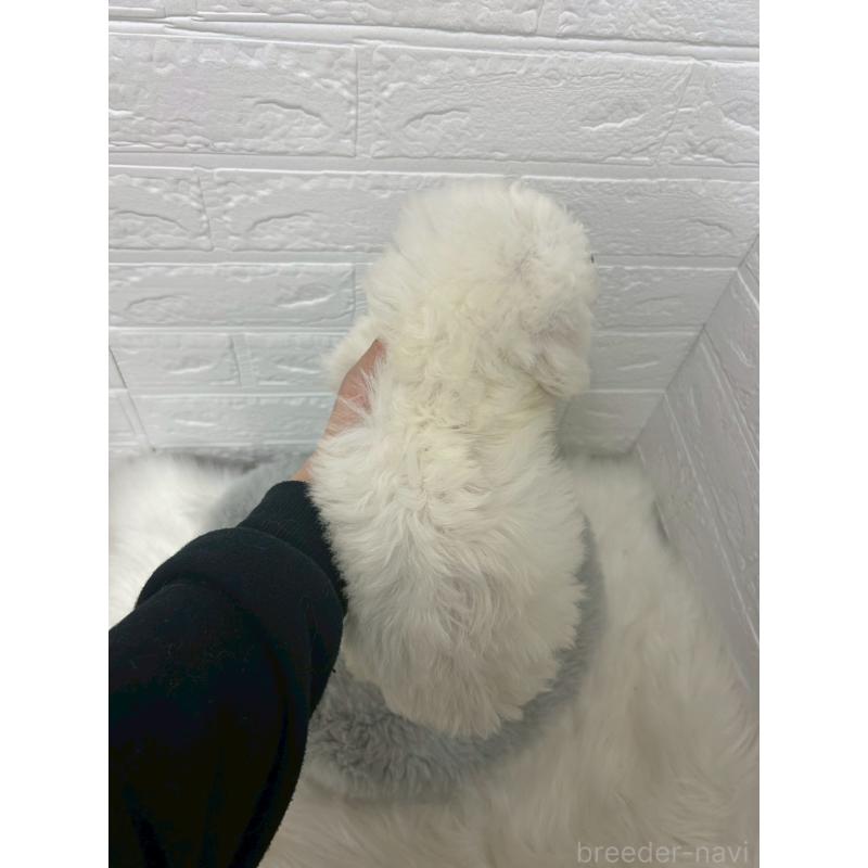 販売中の岡山県のビションフリーゼ-433631の2枚目