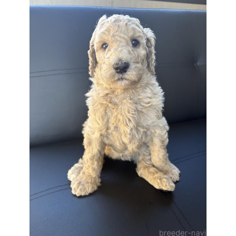 販売中の茨城県のスタンダードプードル-433632の3枚目