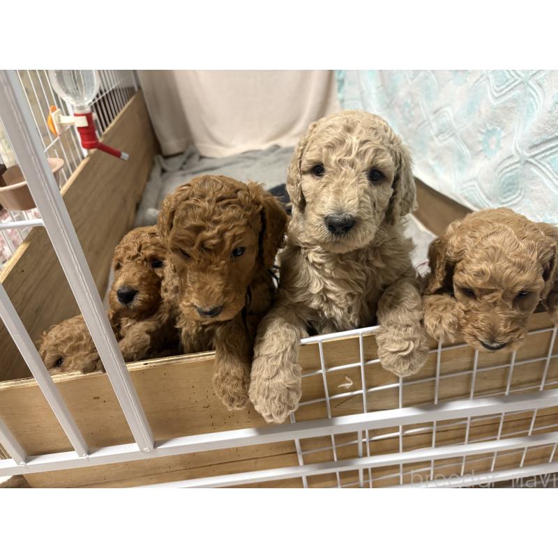 販売中の茨城県のスタンダードプードル-433632の2枚目