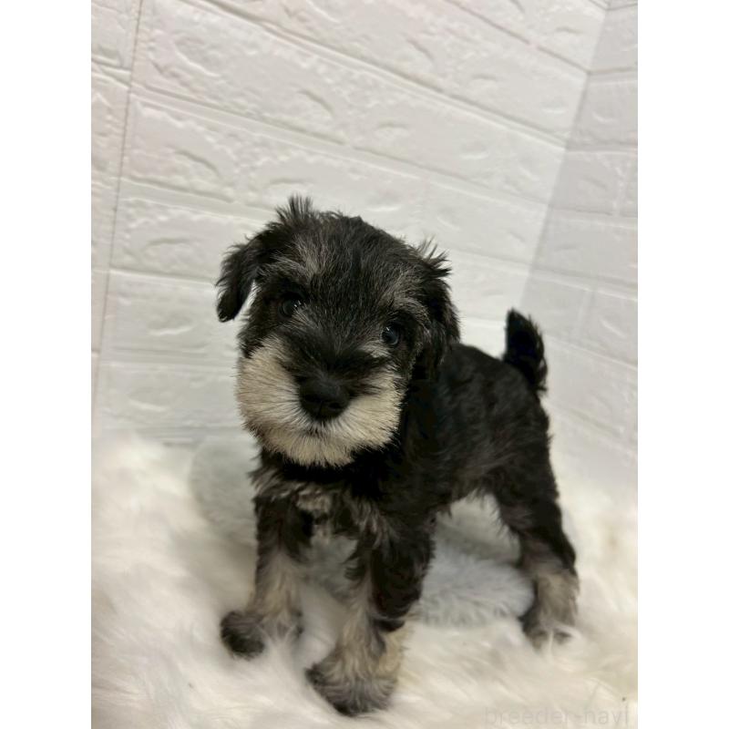 販売中の岡山県のミニチュアシュナウザー-433633の12枚目