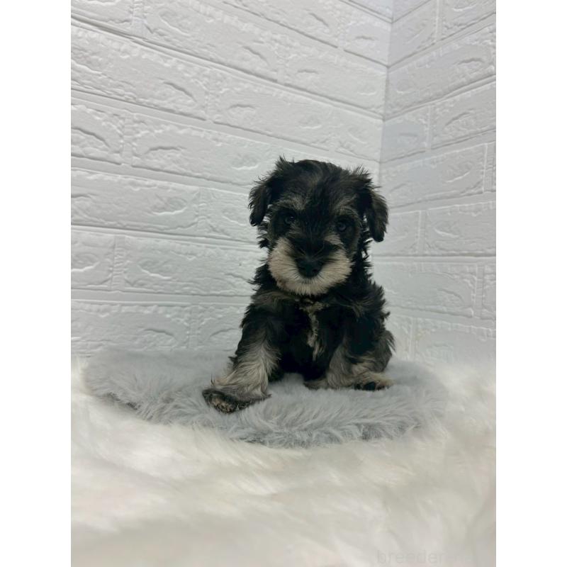 販売中の岡山県のミニチュアシュナウザー-433633の11枚目