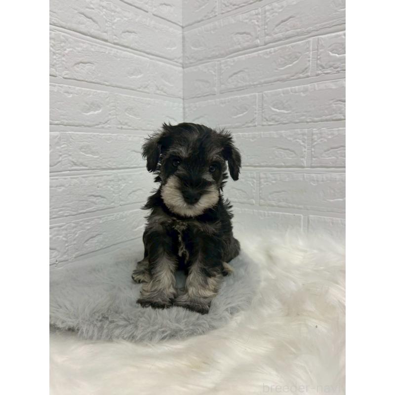 販売中の岡山県のミニチュアシュナウザー-433633の10枚目