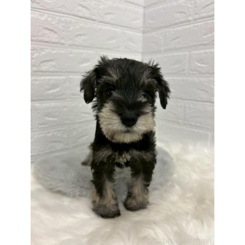 販売中の岡山県のミニチュアシュナウザー-433633の9枚目