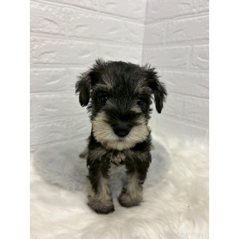 販売中の岡山県のミニチュアシュナウザー-433633の8枚目