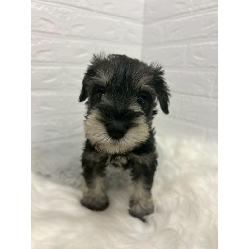 販売中の岡山県のミニチュアシュナウザー-433633の7枚目