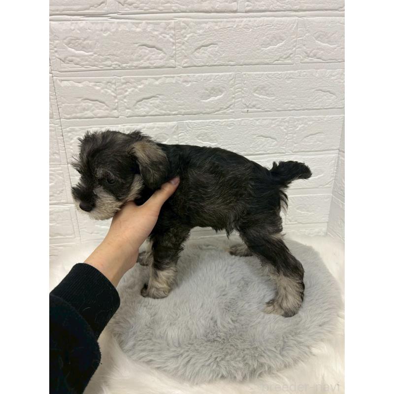 販売中の岡山県のミニチュアシュナウザー-433633の6枚目