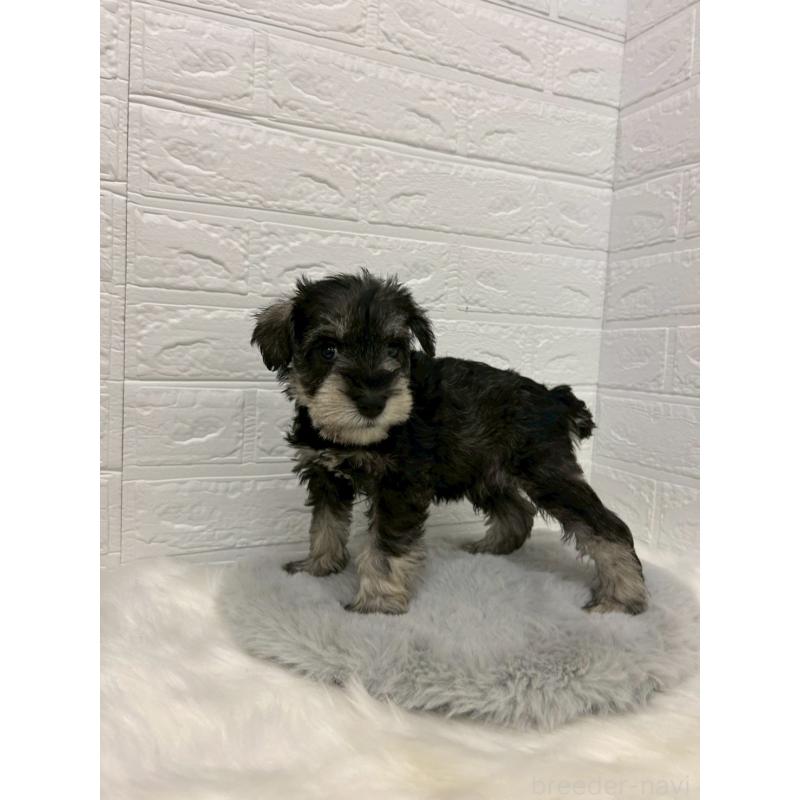 販売中の岡山県のミニチュアシュナウザー-433633の5枚目