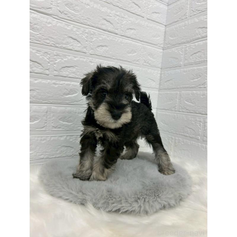 販売中の岡山県のミニチュアシュナウザー-433633の4枚目