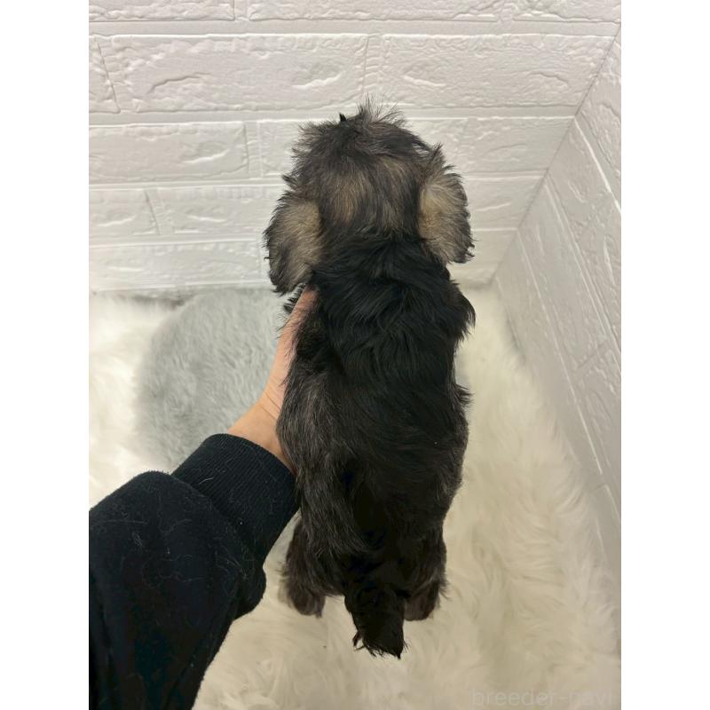 販売中の岡山県のミニチュアシュナウザー-433633の3枚目