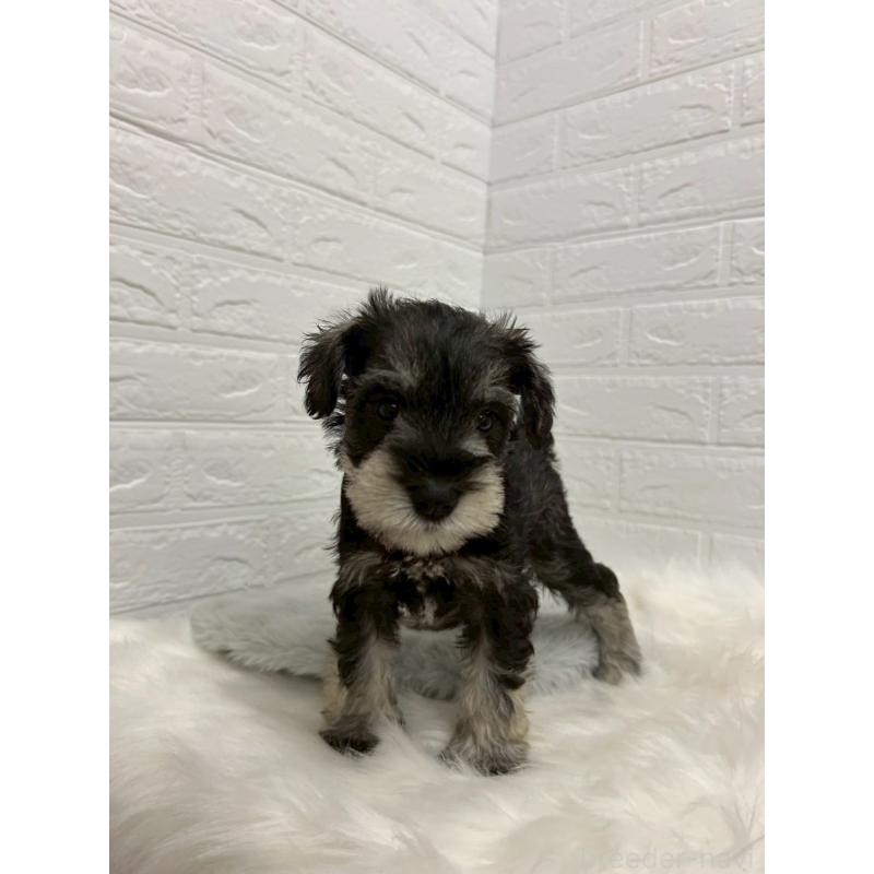 販売中の岡山県のミニチュアシュナウザー-433633の2枚目